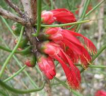 صورة Melaleuca gilesii (F. Müll.) Craven & R. D. Edwards