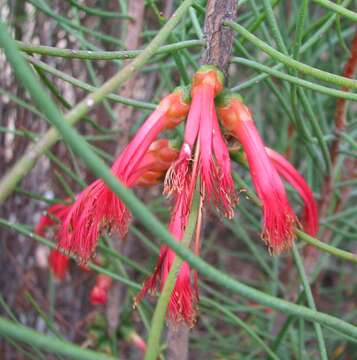 Image of Melaleuca gilesii (F. Müll.) Craven & R. D. Edwards