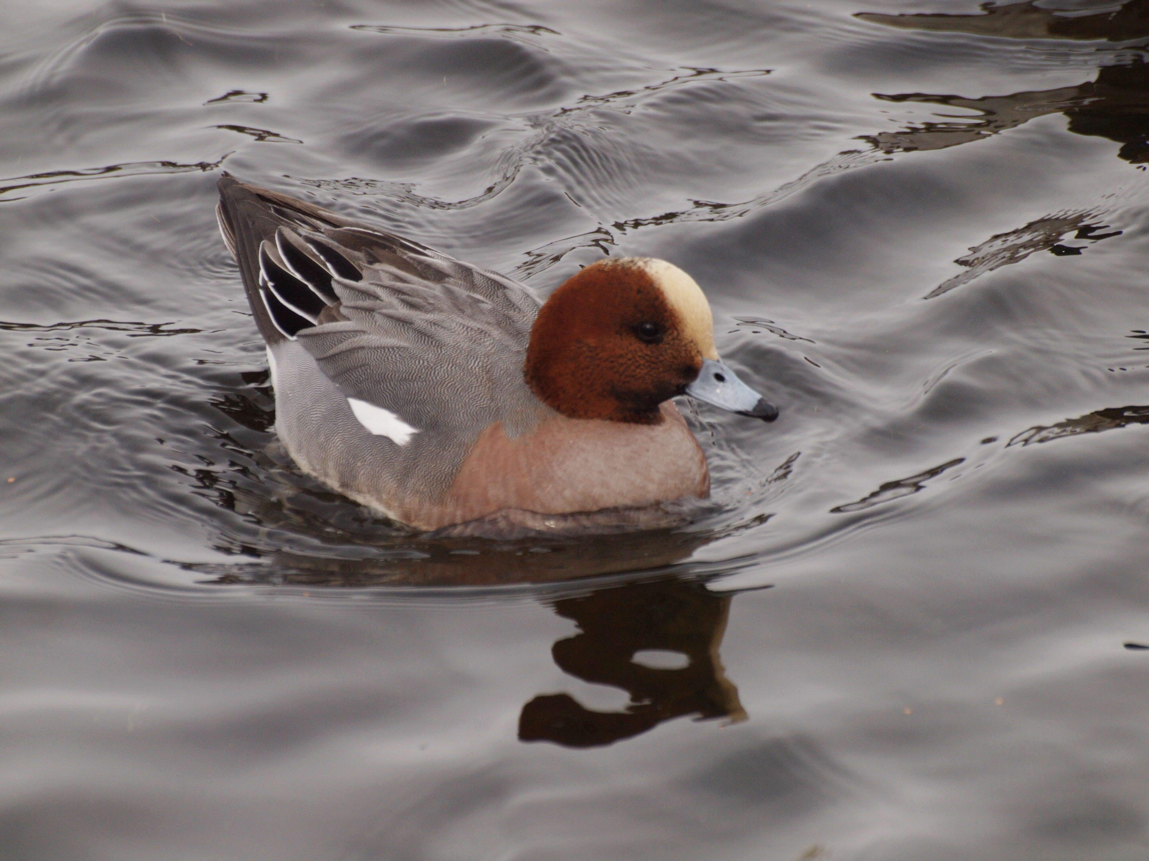 Image of Eurasian Wigeon