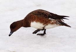 Image of Eurasian Wigeon