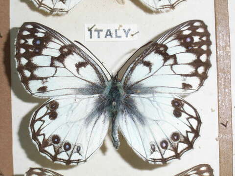 Image of Italian Marbled White