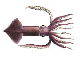 Image of European flying squid