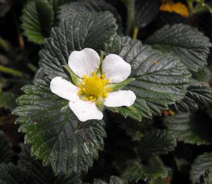 Image of Fragaria nilgerrensis Schlechtend. ex J. Gay