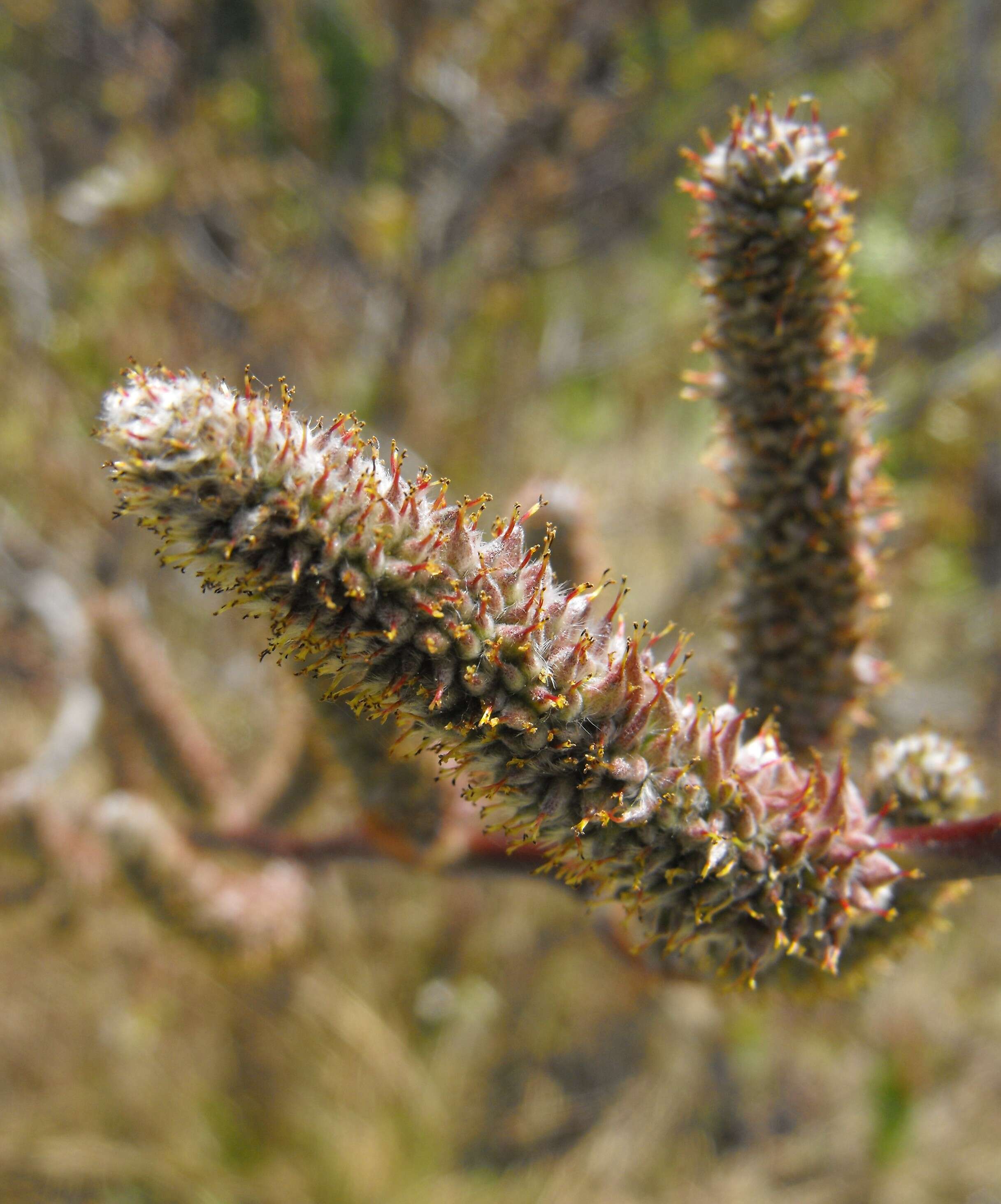 Image of Brewer's willow