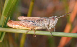 Chorthippus (Glyptobothrus) apricarius (Linnaeus 1758) resmi