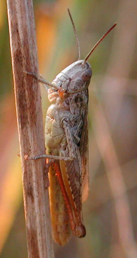 Image de criquet des adrets