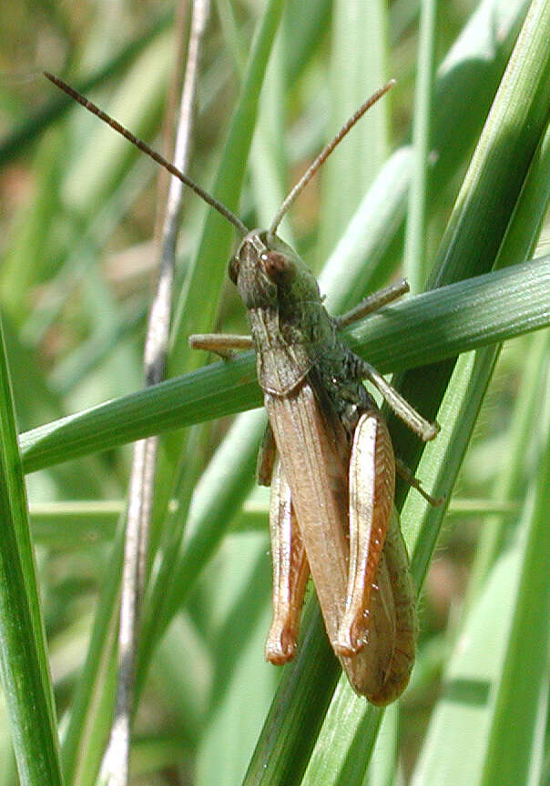 Image de criquet des adrets