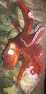 Image of Giant octopus