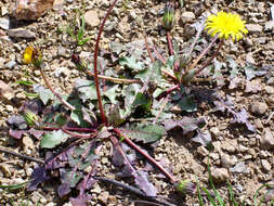 Слика од Taraxacum erythrospermum Andrz. ex Bess.