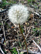 Слика од Taraxacum erythrospermum Andrz. ex Bess.