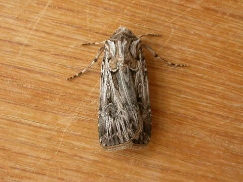 Image of Agrotis radians Guenée 1852