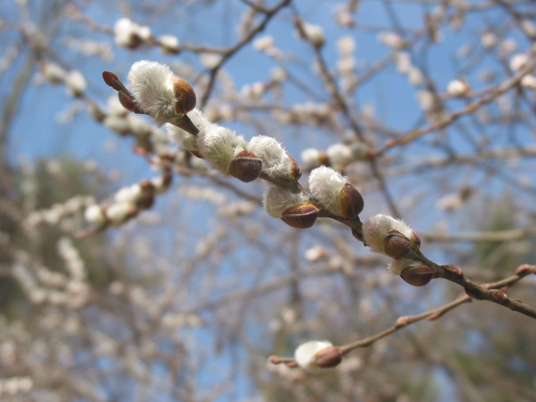 Plancia ëd Salix discolor Muhl.