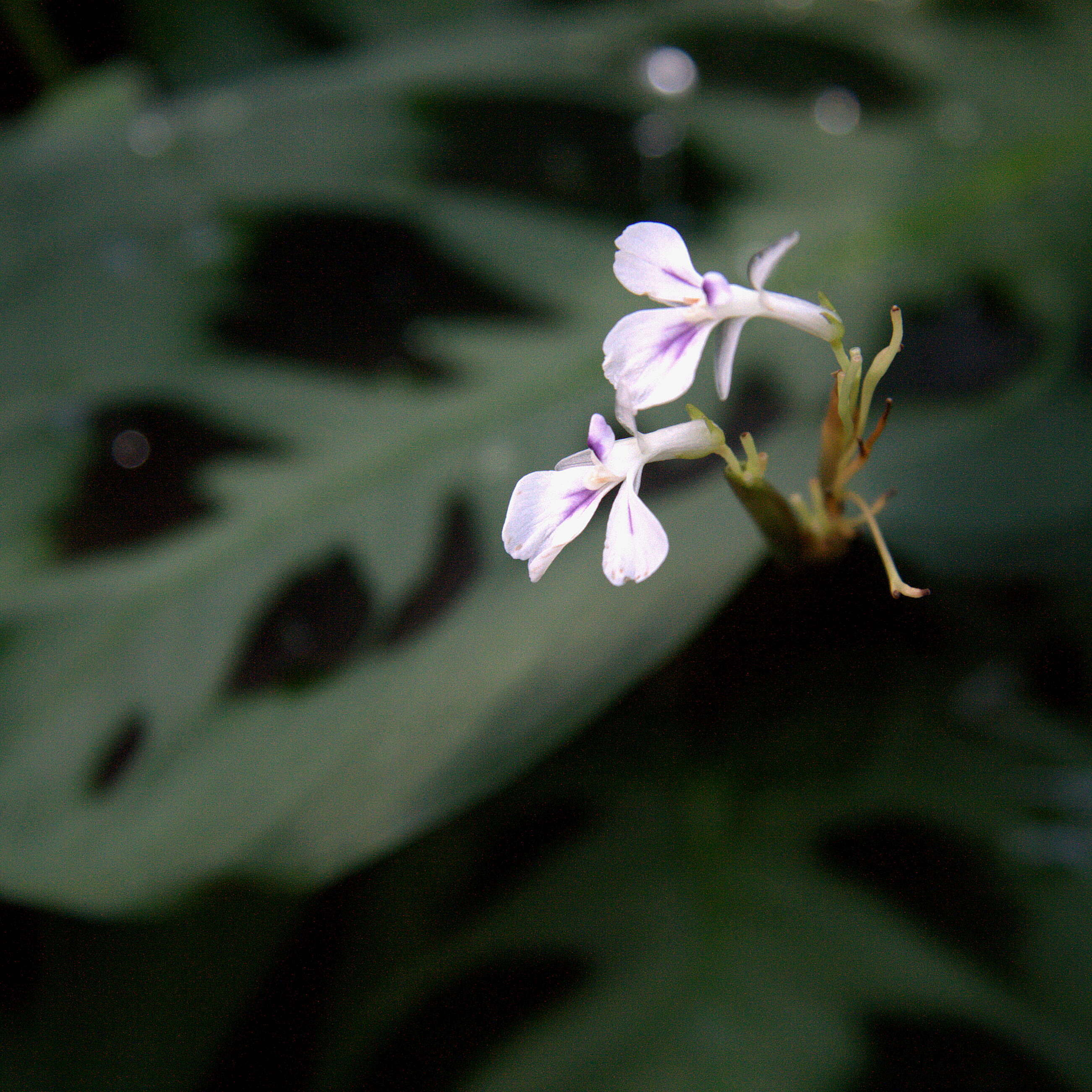 Image of prayerplant