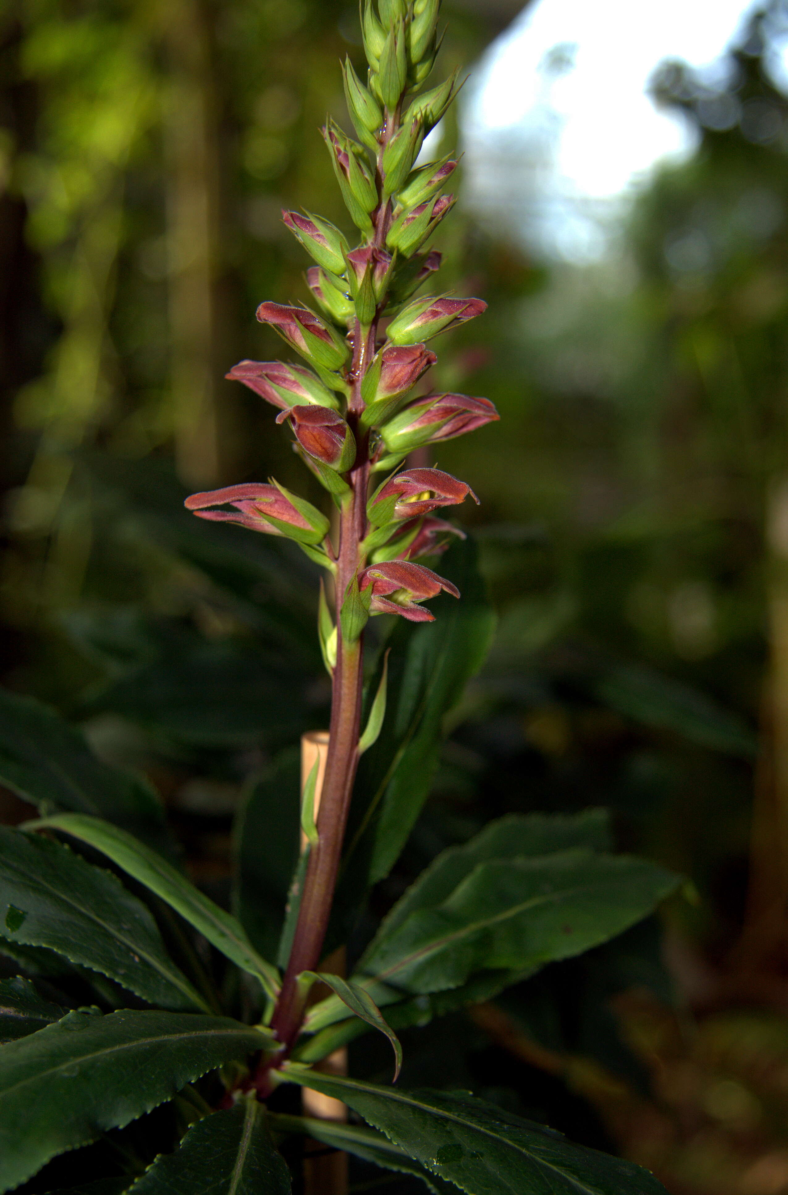 Imagem de Digitalis canariensis L.