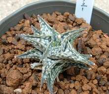 Image of Aloe descoingsii Reynolds