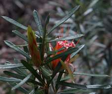 Image of Lambertia formosa Sm.