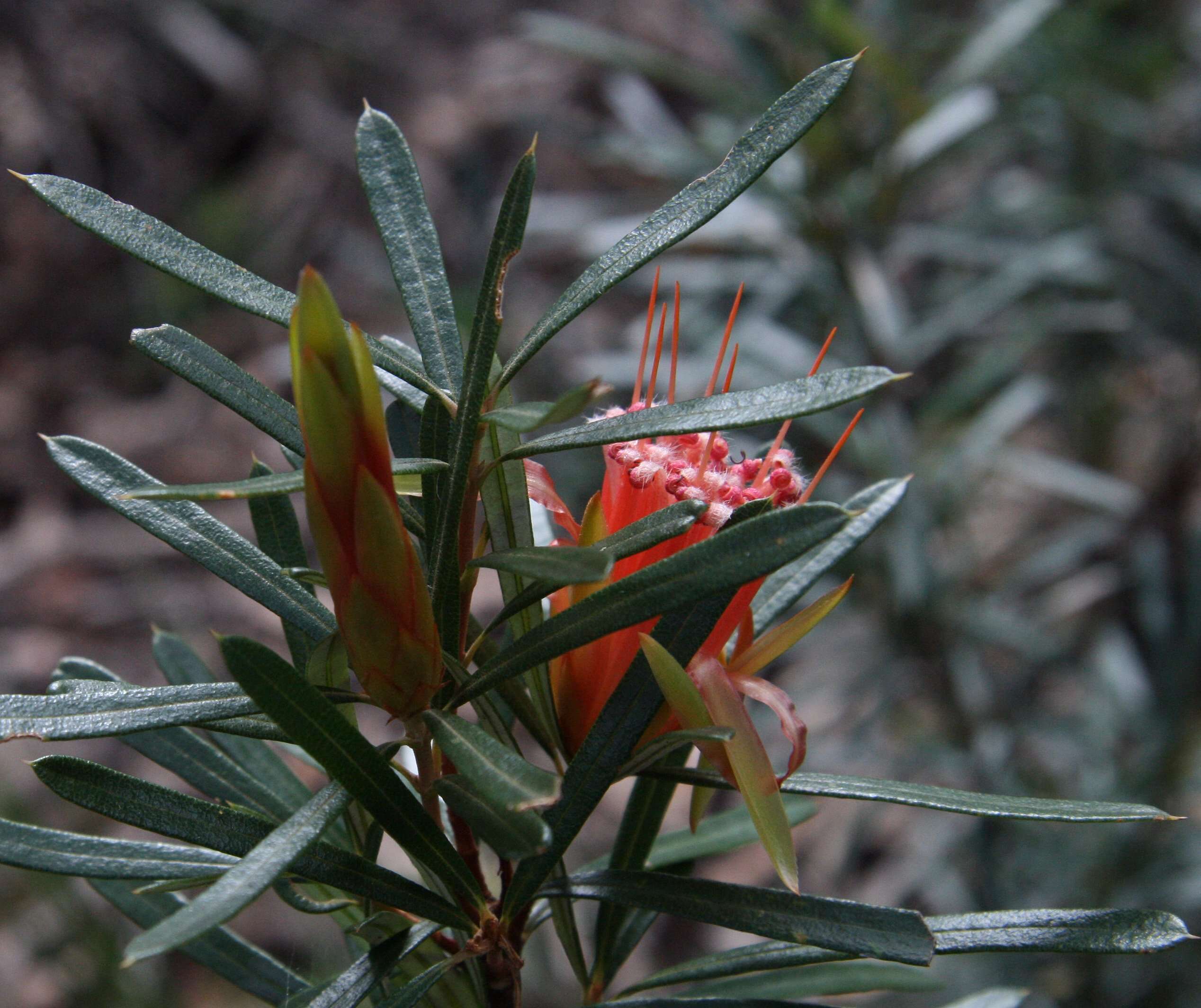 Image of Lambertia formosa Sm.