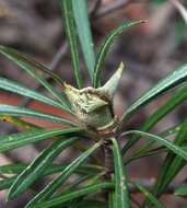 Image of Lambertia formosa Sm.