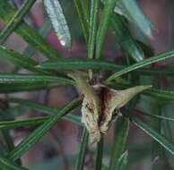 Image of Lambertia formosa Sm.