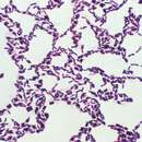 Image of Bacillus coagulans