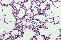 Image de Bacillus coagulans