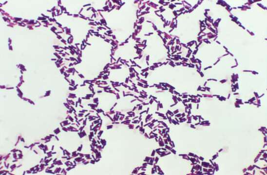 Image of Bacillus coagulans