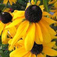 Image of orange coneflower