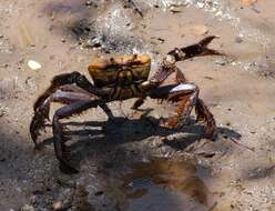 Ucides cordatus (Linnaeus 1763) resmi