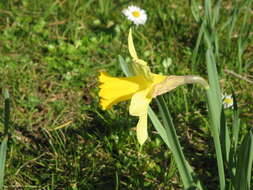 Image of daffodil