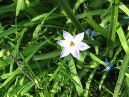 Image of Ipheion