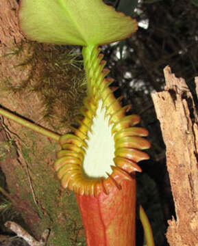 Image of Pitcher plant