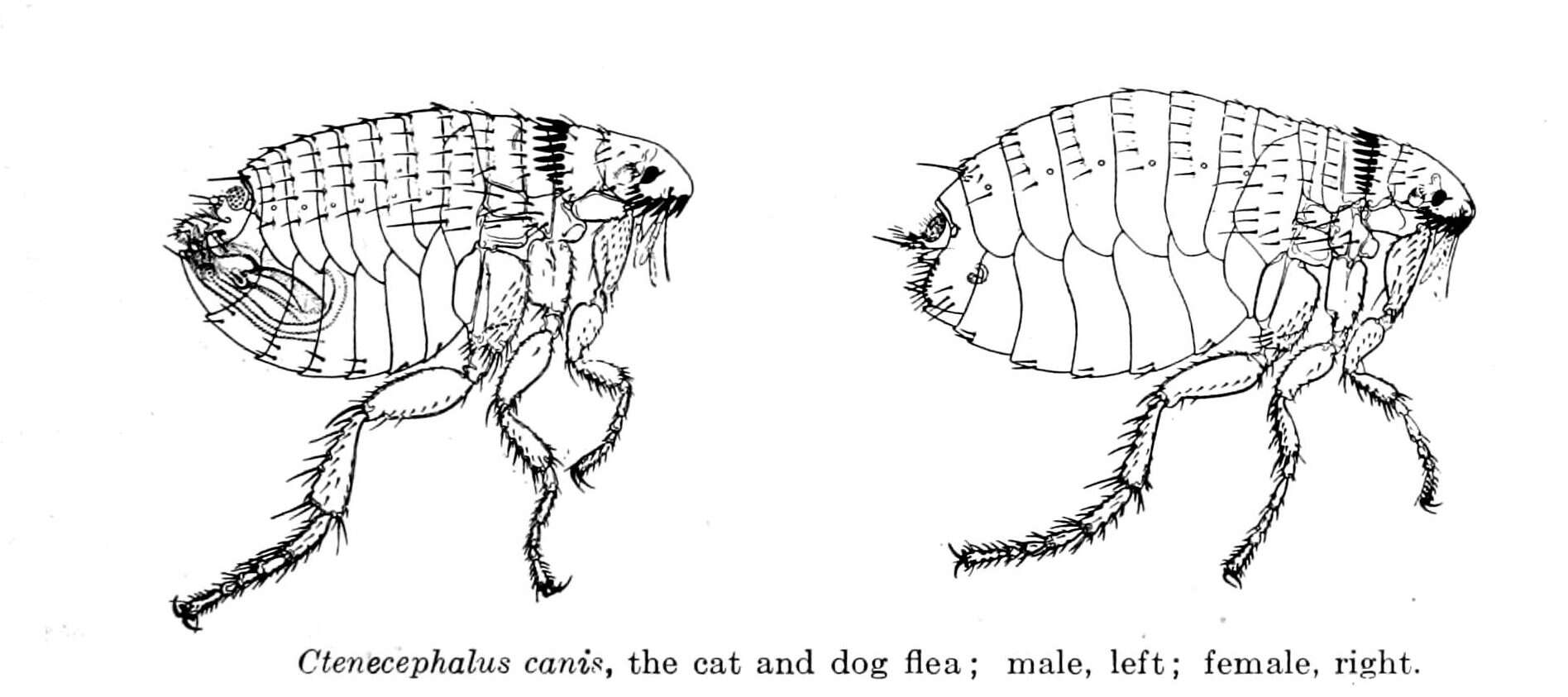 Ctenocephalides canis (Curtis 1826) resmi