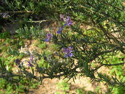 Image of Salvia jordanii