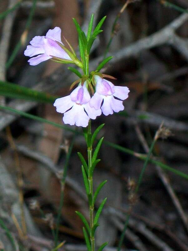 Image of Hemigenia purpurea R. Br.