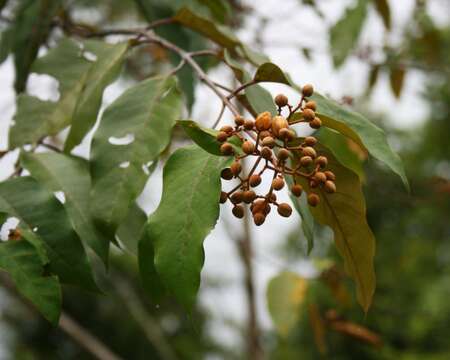 Слика од Vismia baccifera (L.) Triana & Planchon
