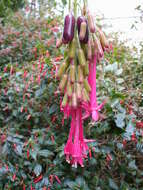 Image of Fuchsia corymbiflora Ruiz & Pav.