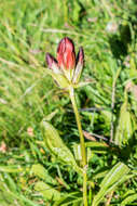 Image de Gentiane Pourpre