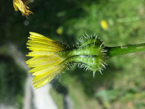 Image of prickly golden-fleece