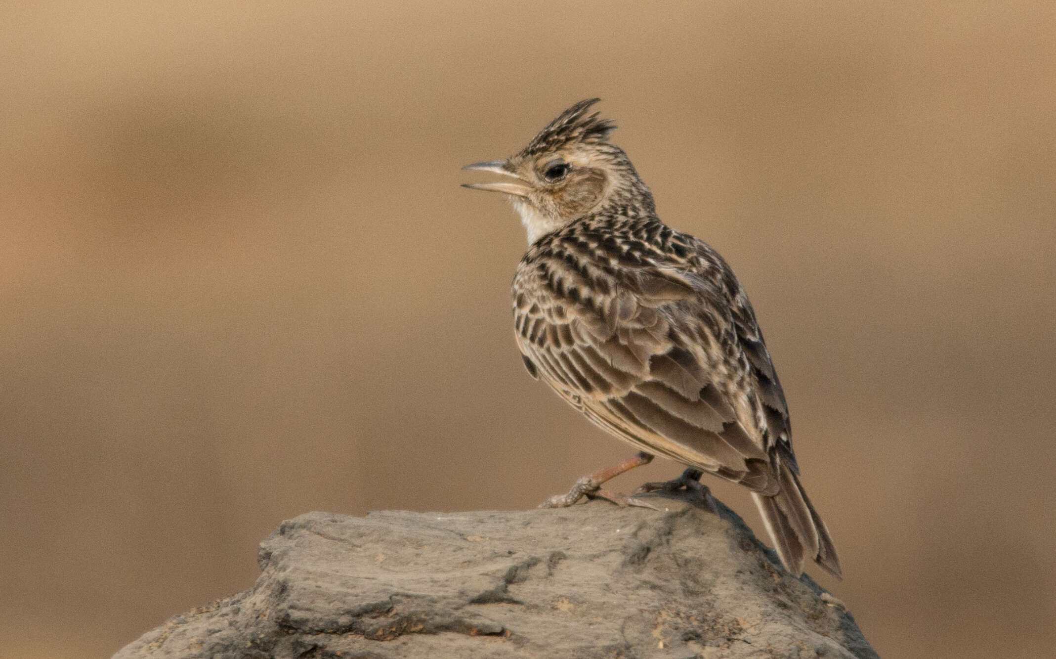 Image of Oriental Skylark