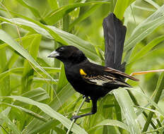 Image of White-winged Whydah