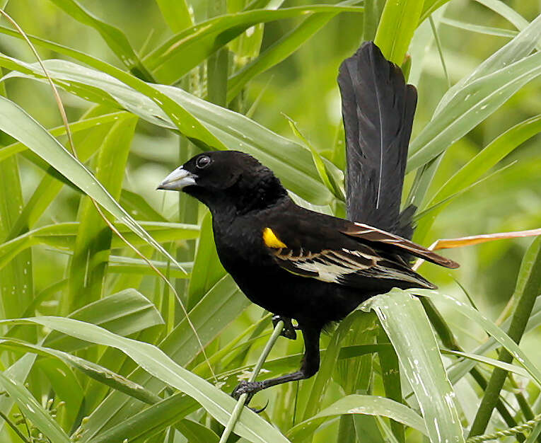 Image of White-winged Whydah