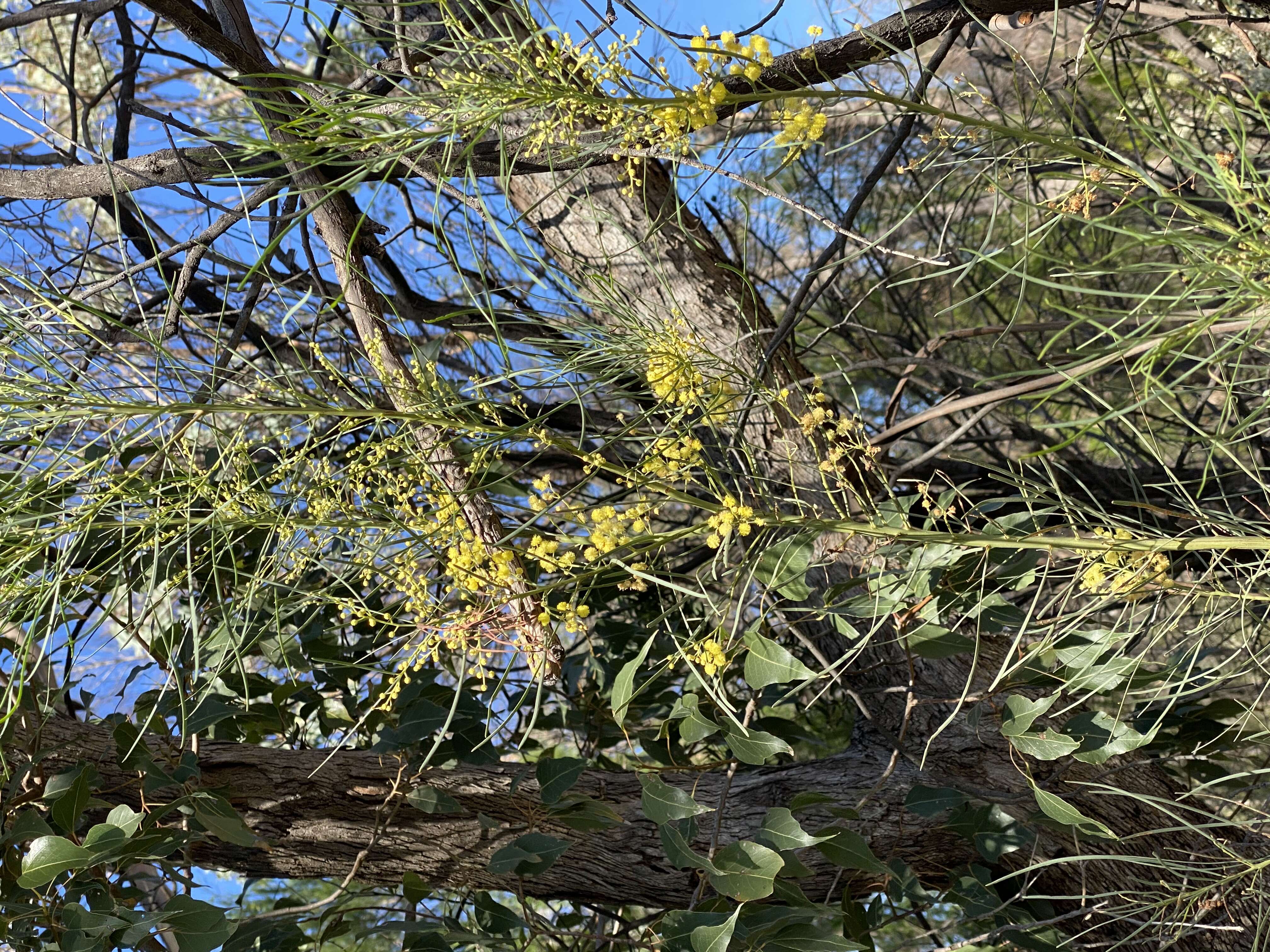 Image of awl-leaf wattle