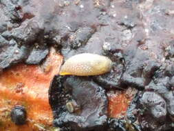 Image of hedgehog slug