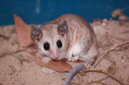 Image of Karimi's Fat-tailed Mouse Opossum