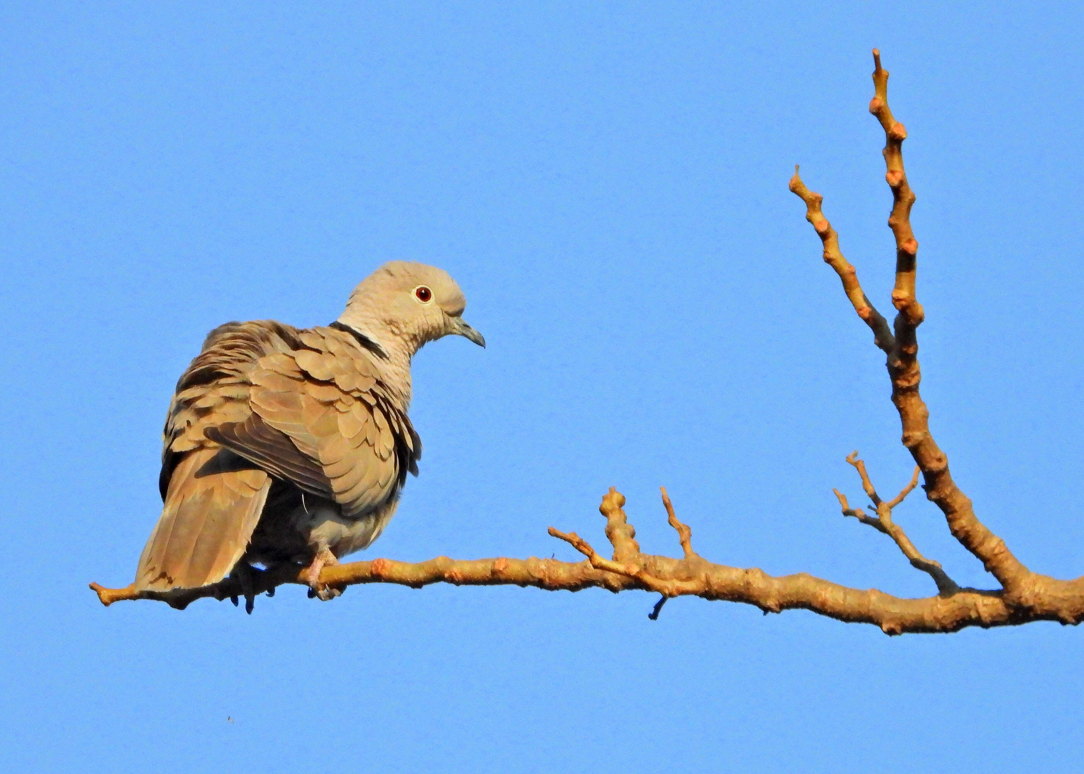 Image of Collared Dove