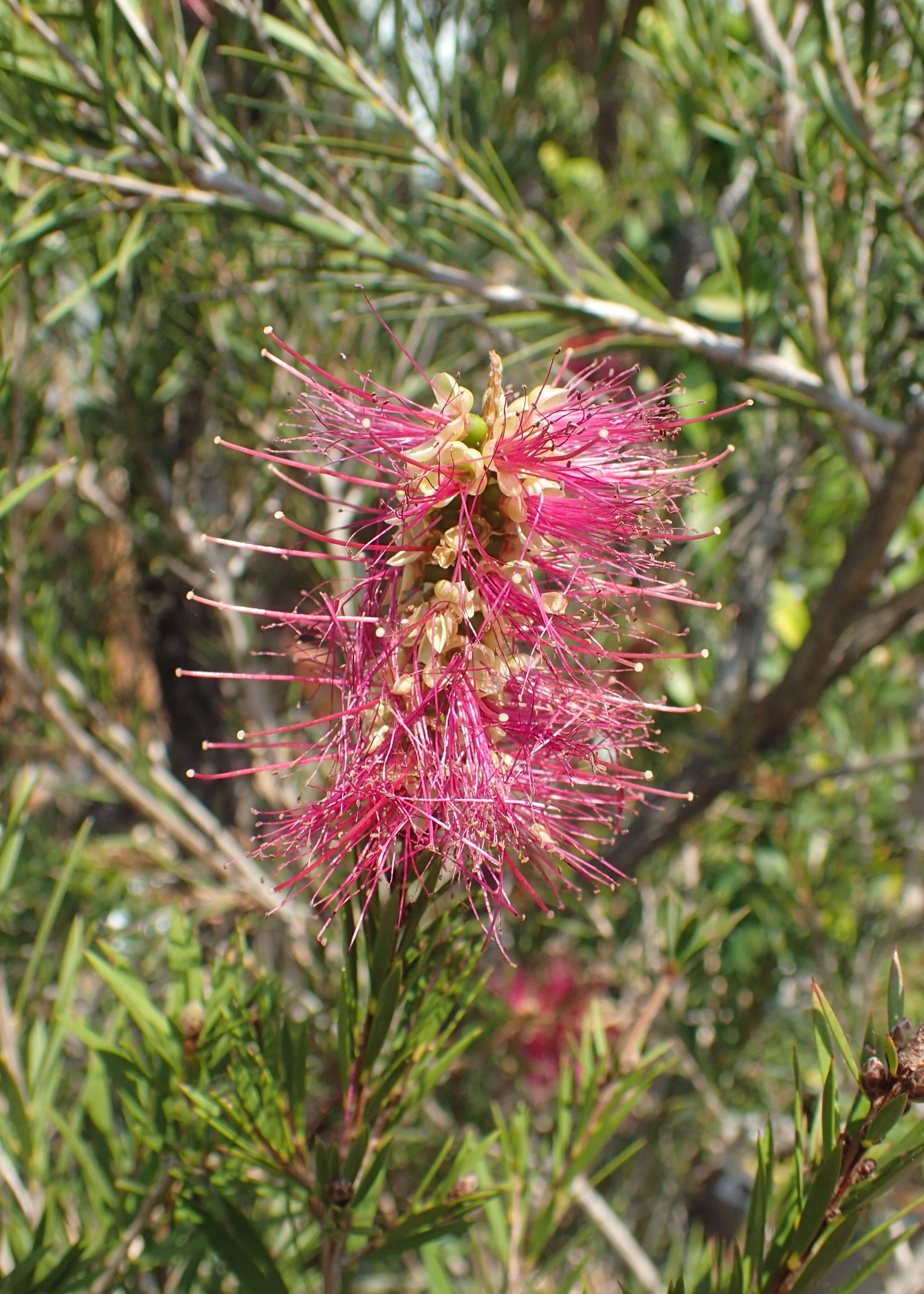 صورة Callistemon rigidus R. Br.