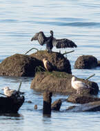 Imagem de Phalacrocorax carbo (Linnaeus 1758)