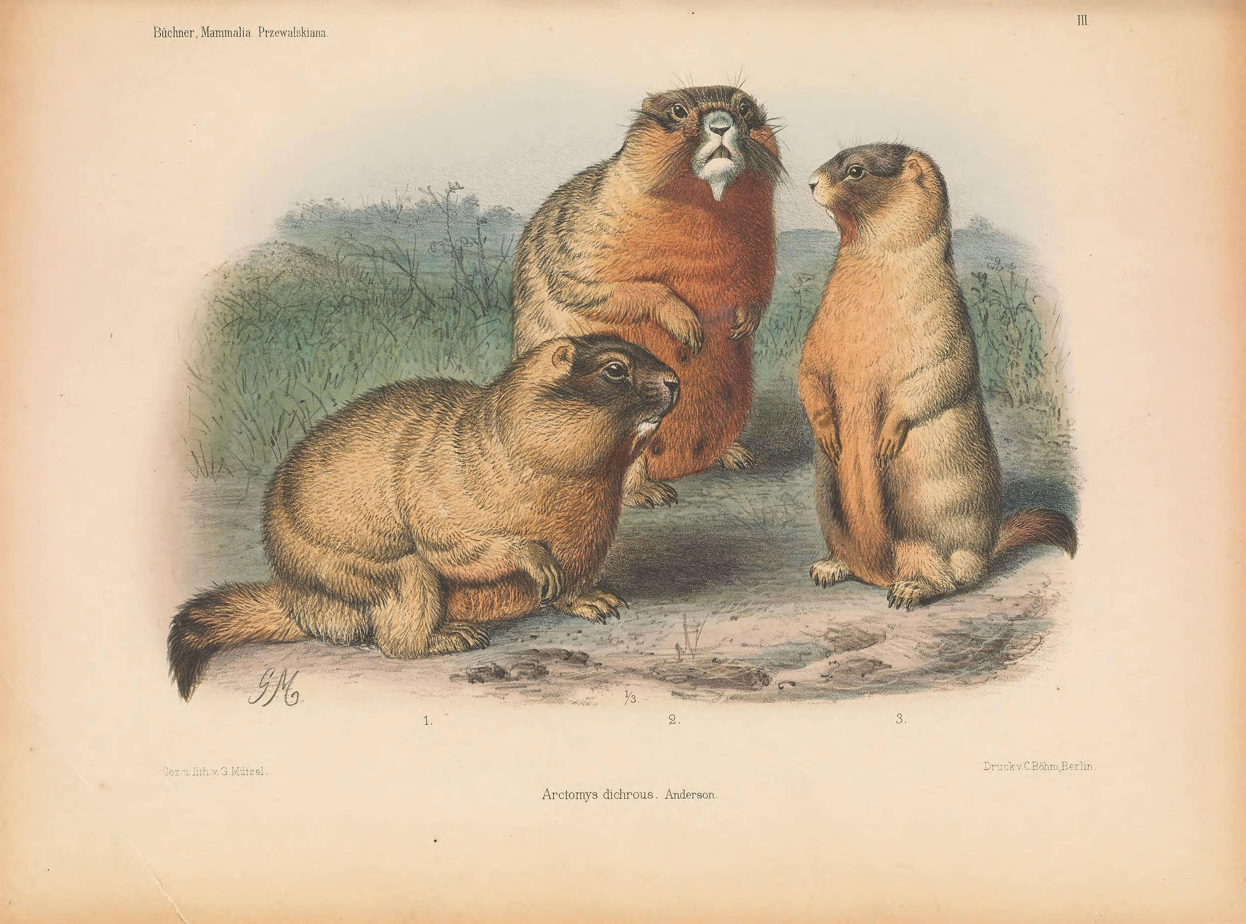 Imagem de Marmota caudata (Geoffroy 1844)