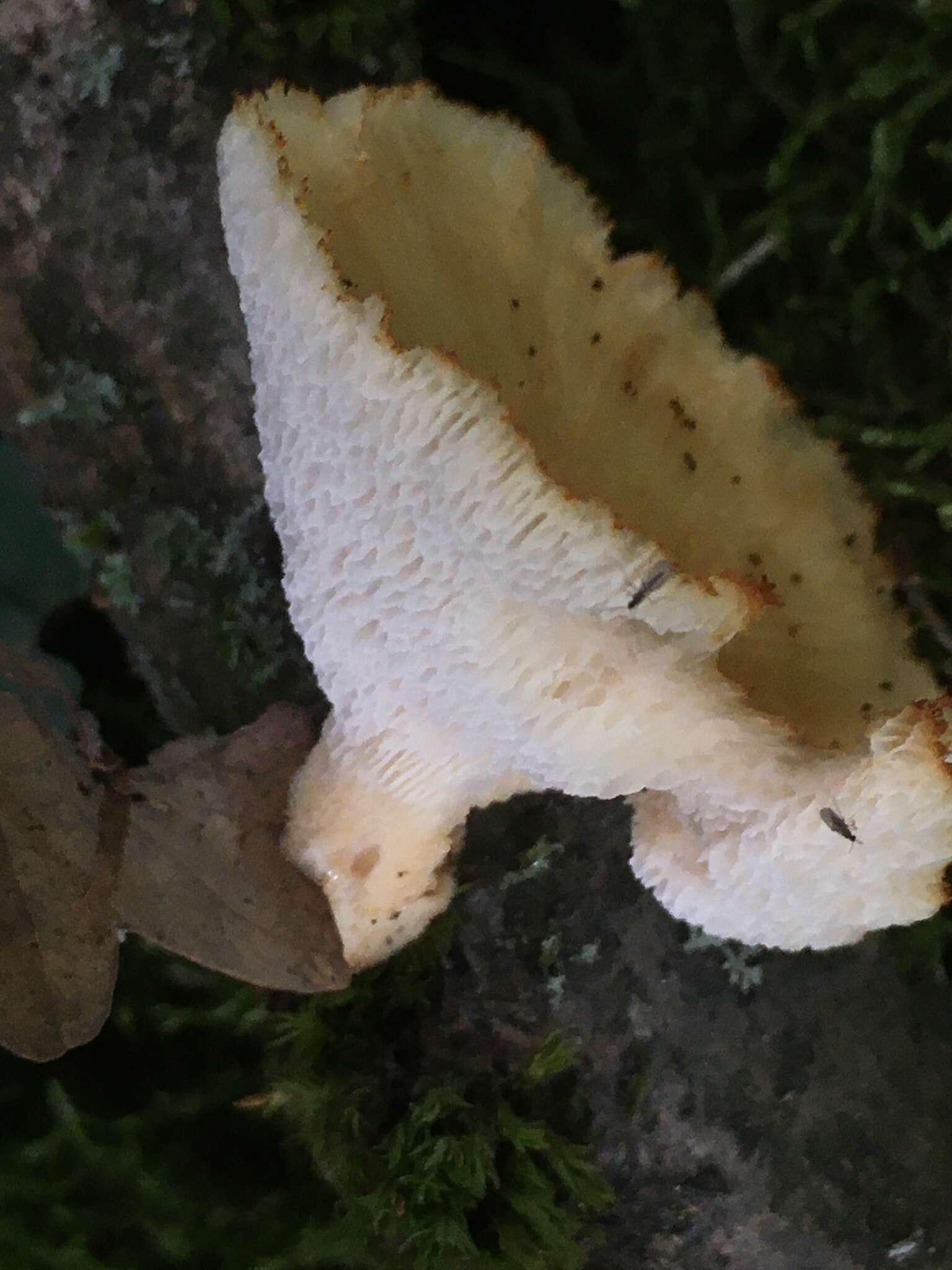 Image of Polyporus tuberaster (Jacq. ex Pers.) Fr. 1821