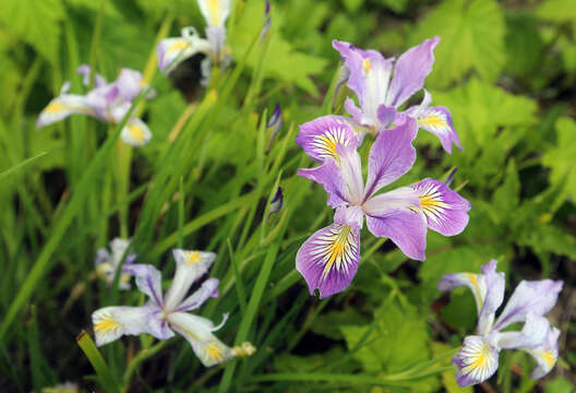 Image of toughleaf iris